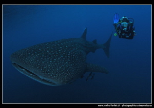 Whale Shark and Diver. by Michel Lonfat 